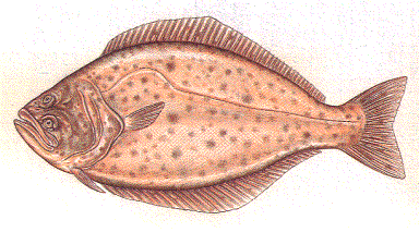 Pacific Halibut